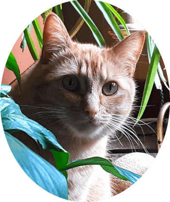 Glenda Wallace handles Southwest Field Support Marketing